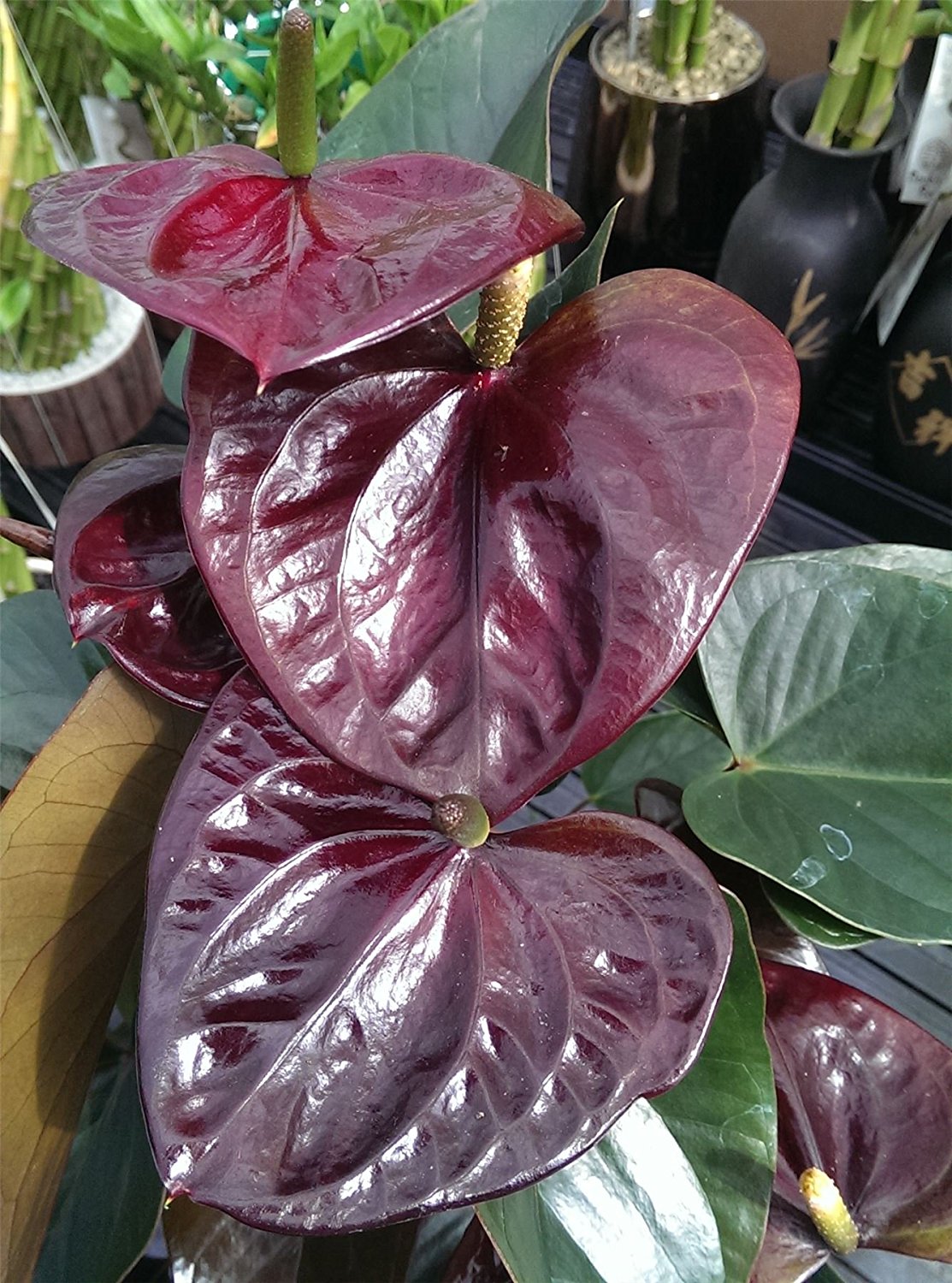 purple anthurium