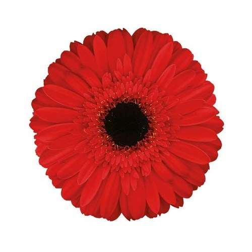 show image