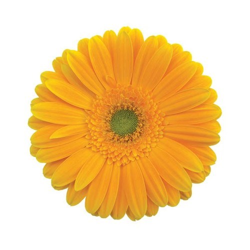 show image