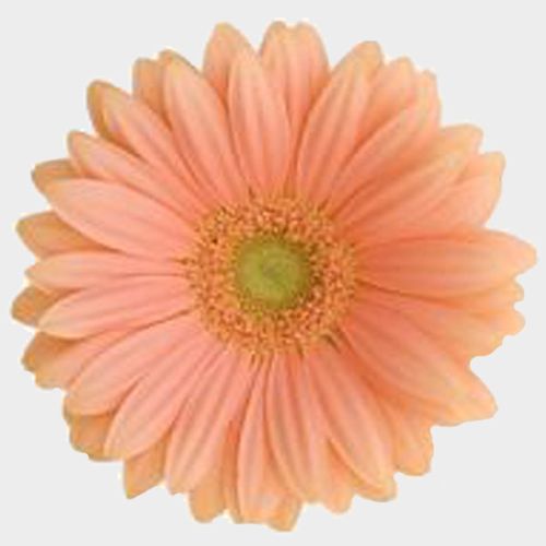 show image