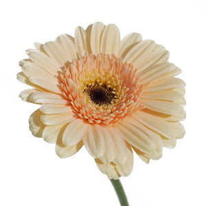 show image