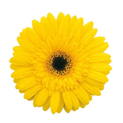 show image