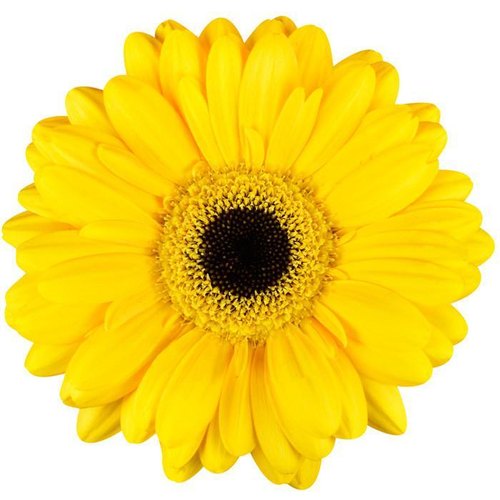 show image