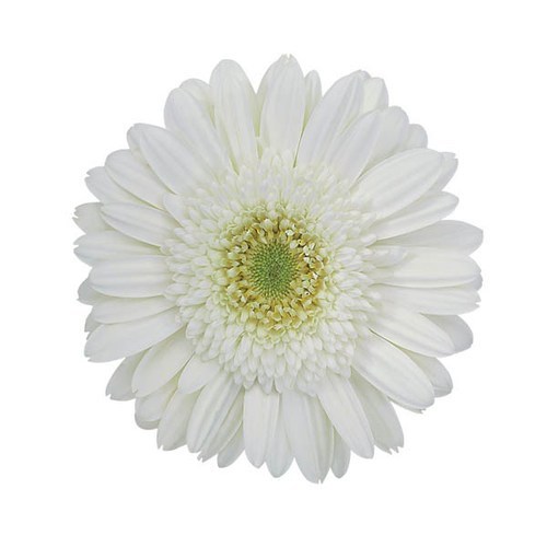 show image