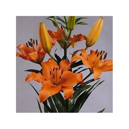 show image