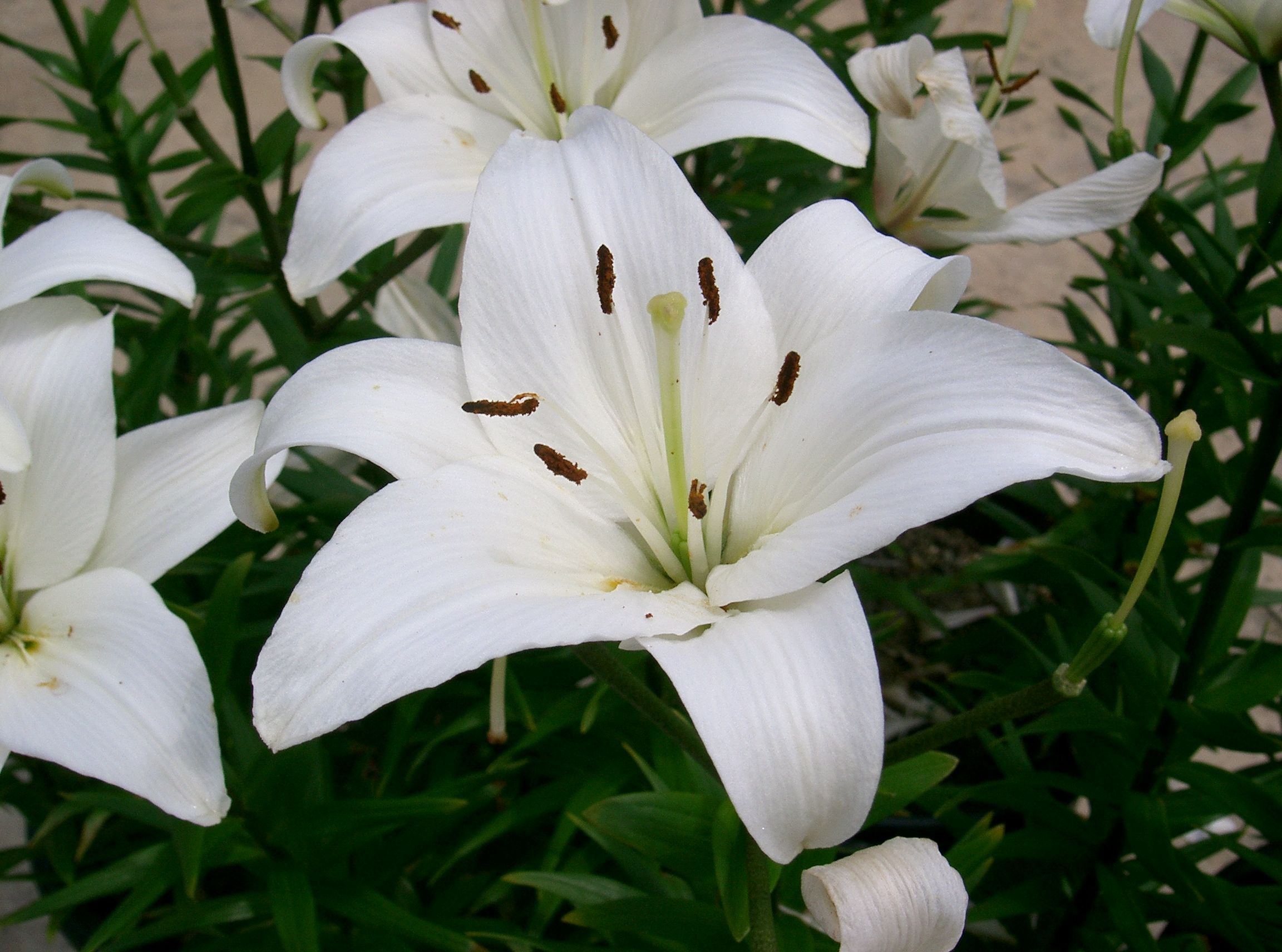show image