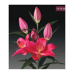 show image