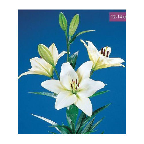 show image