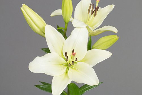 show image