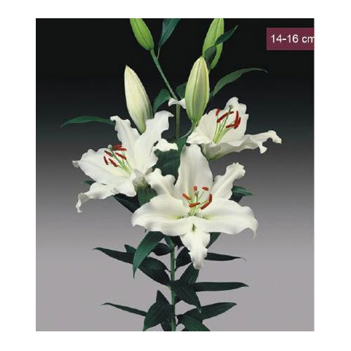 show image