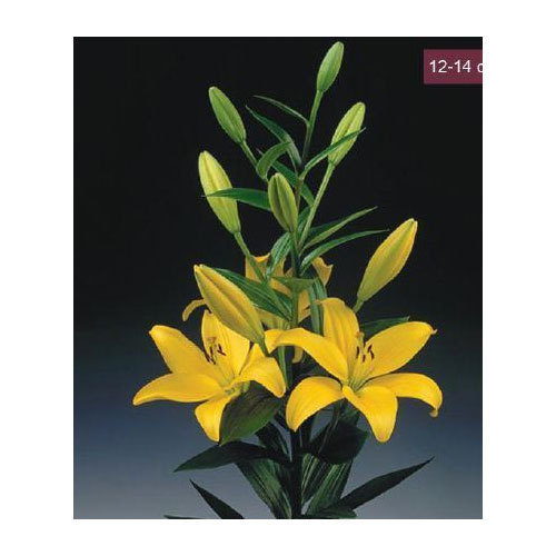 show image