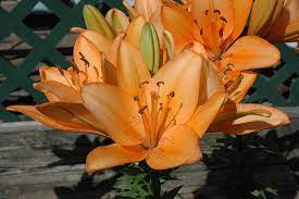 show image