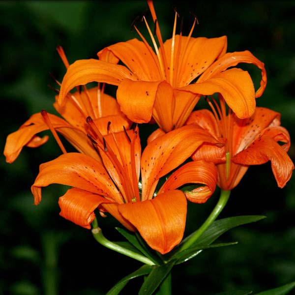 show image