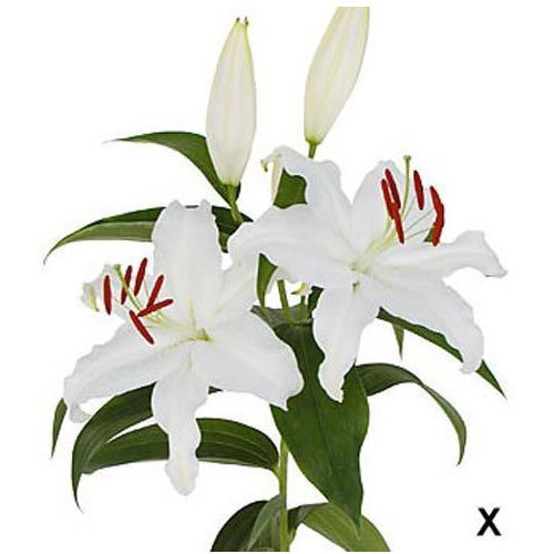 show image