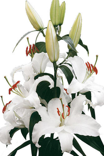 show image