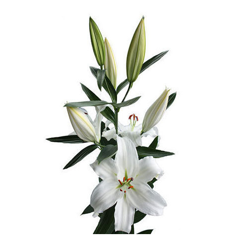show image