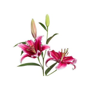 show image