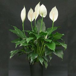 show image