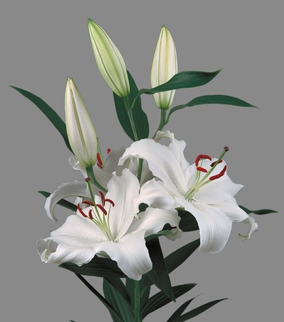 show image