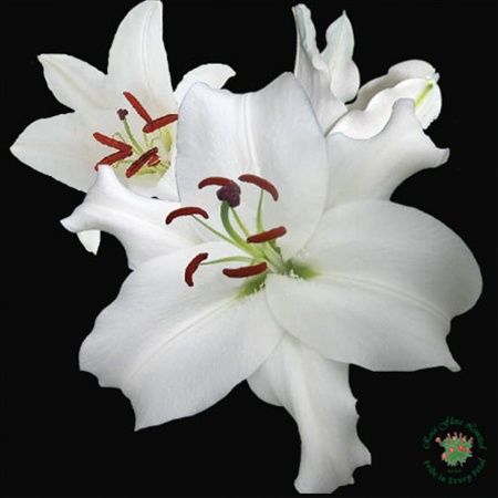 show image