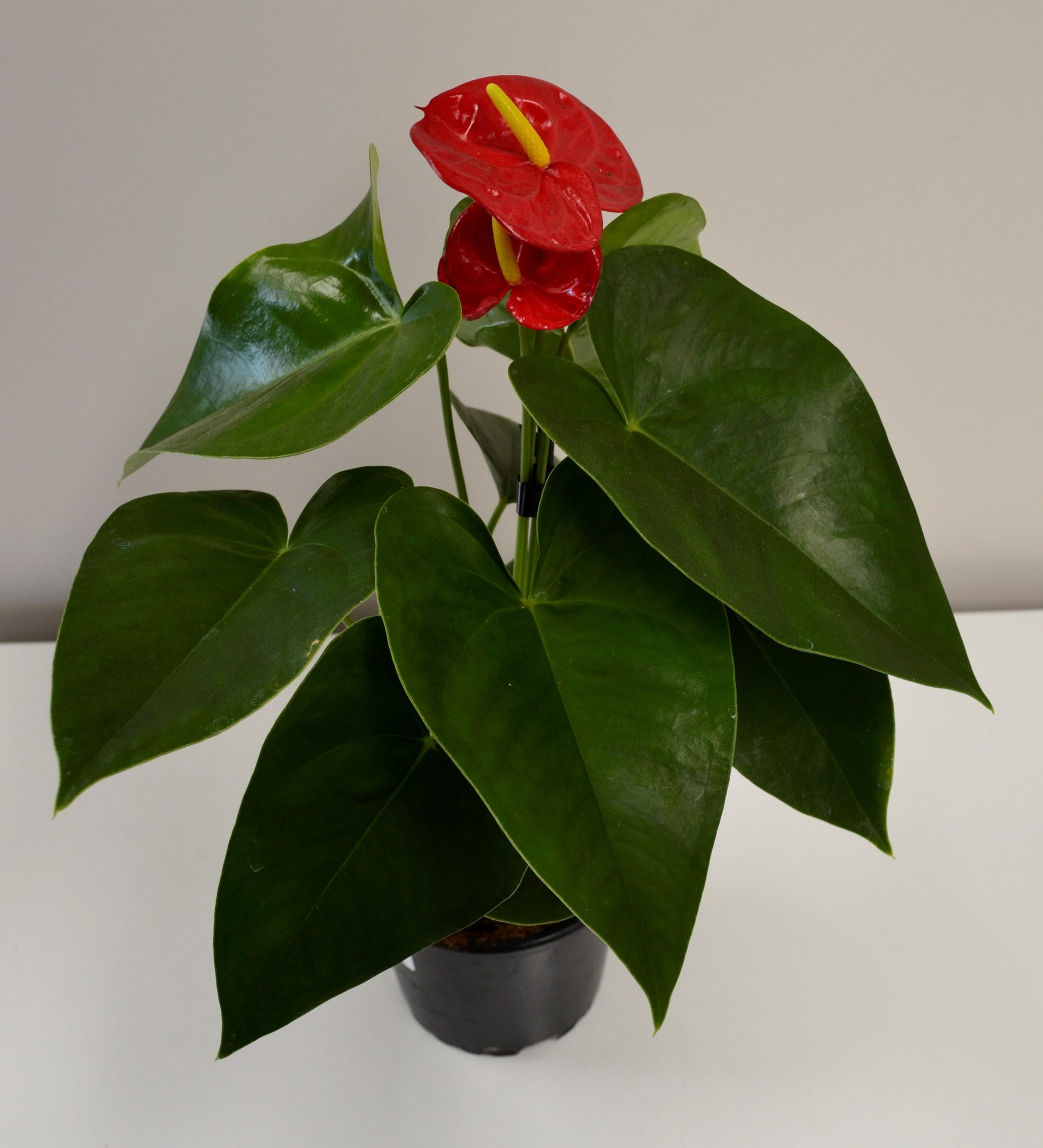 show image