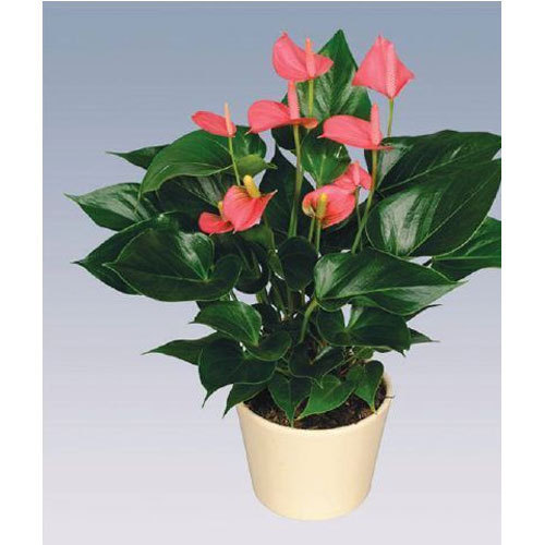 show image
