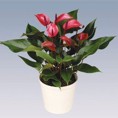 show image