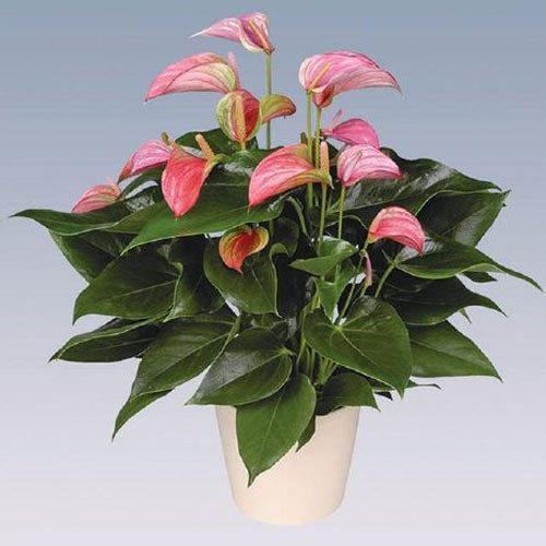 show image