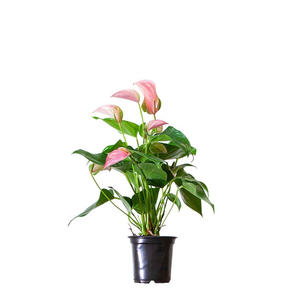 show image