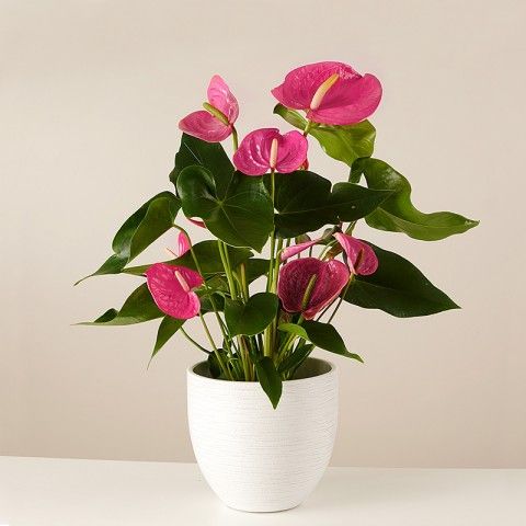 show image