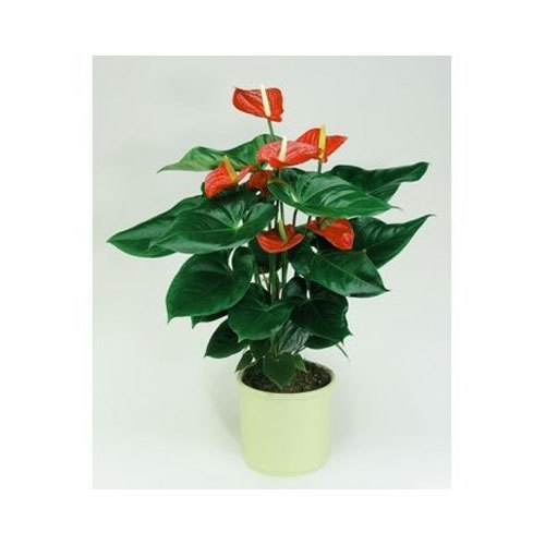 show image