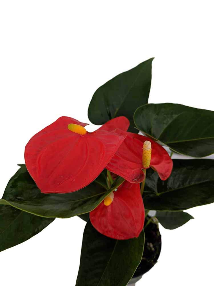 show image
