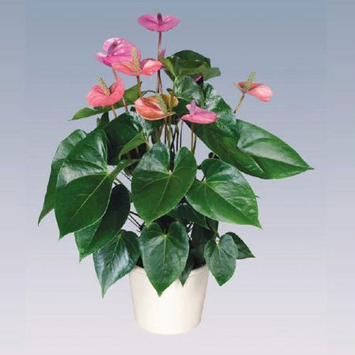 show image