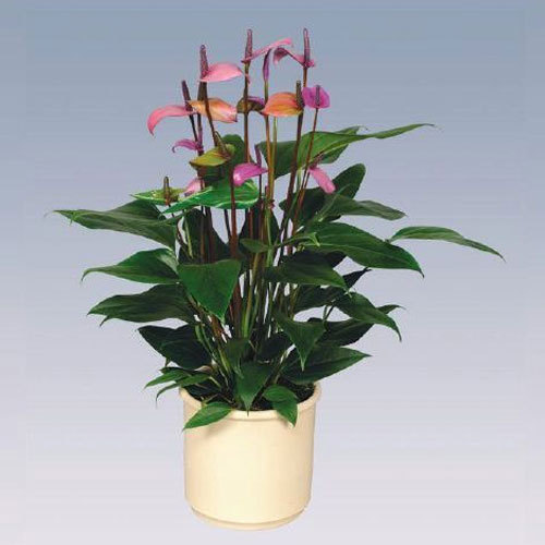show image