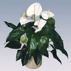 show image