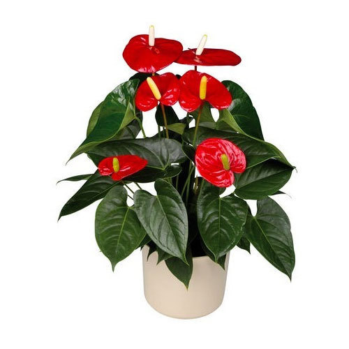 show image