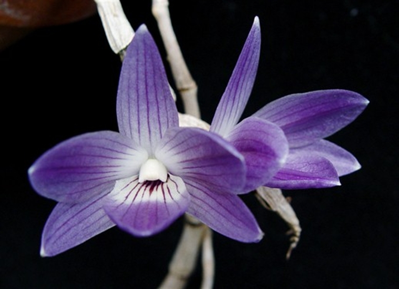 show image