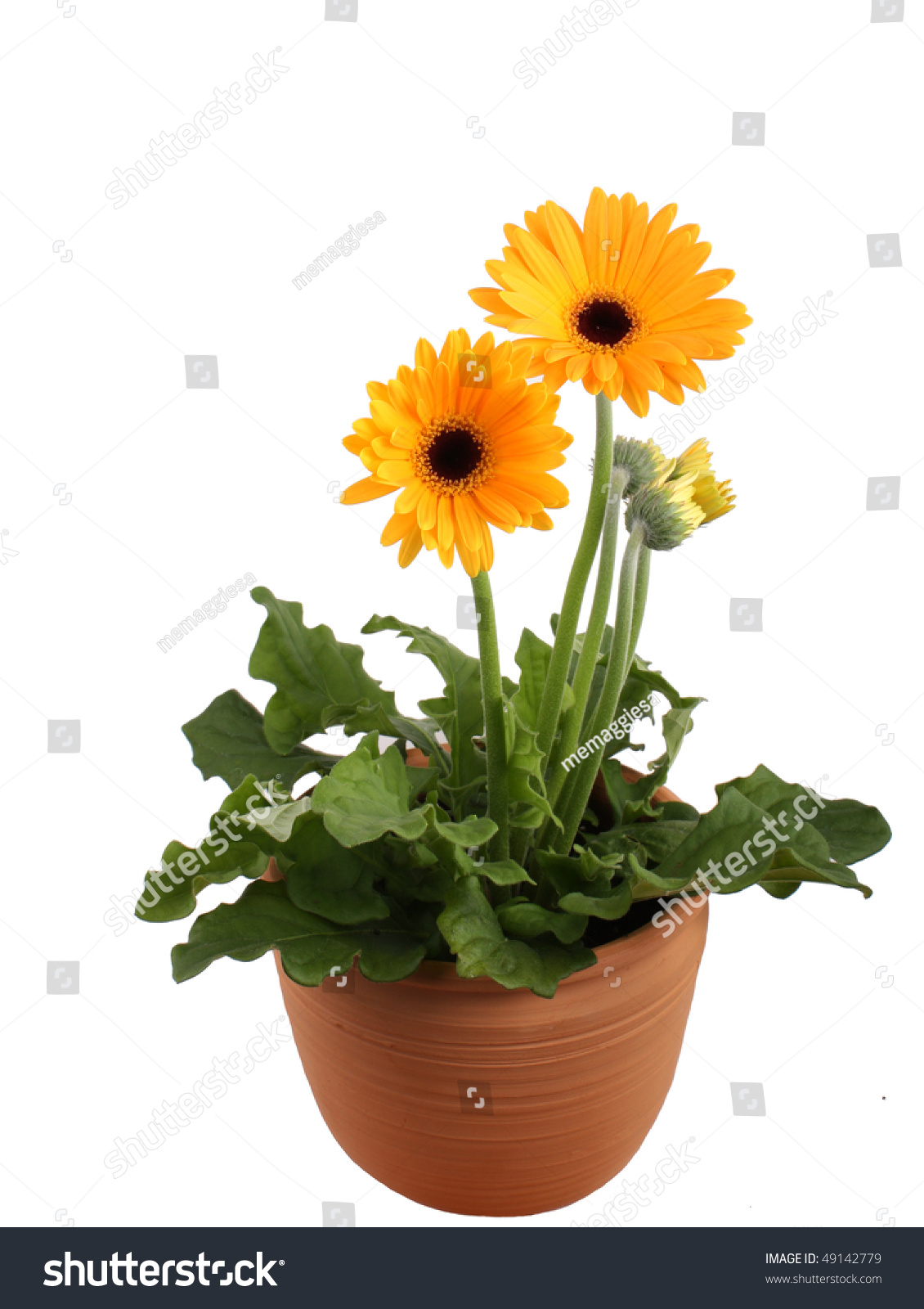 show image