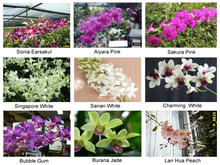 About Orchid Biotech Nursery
