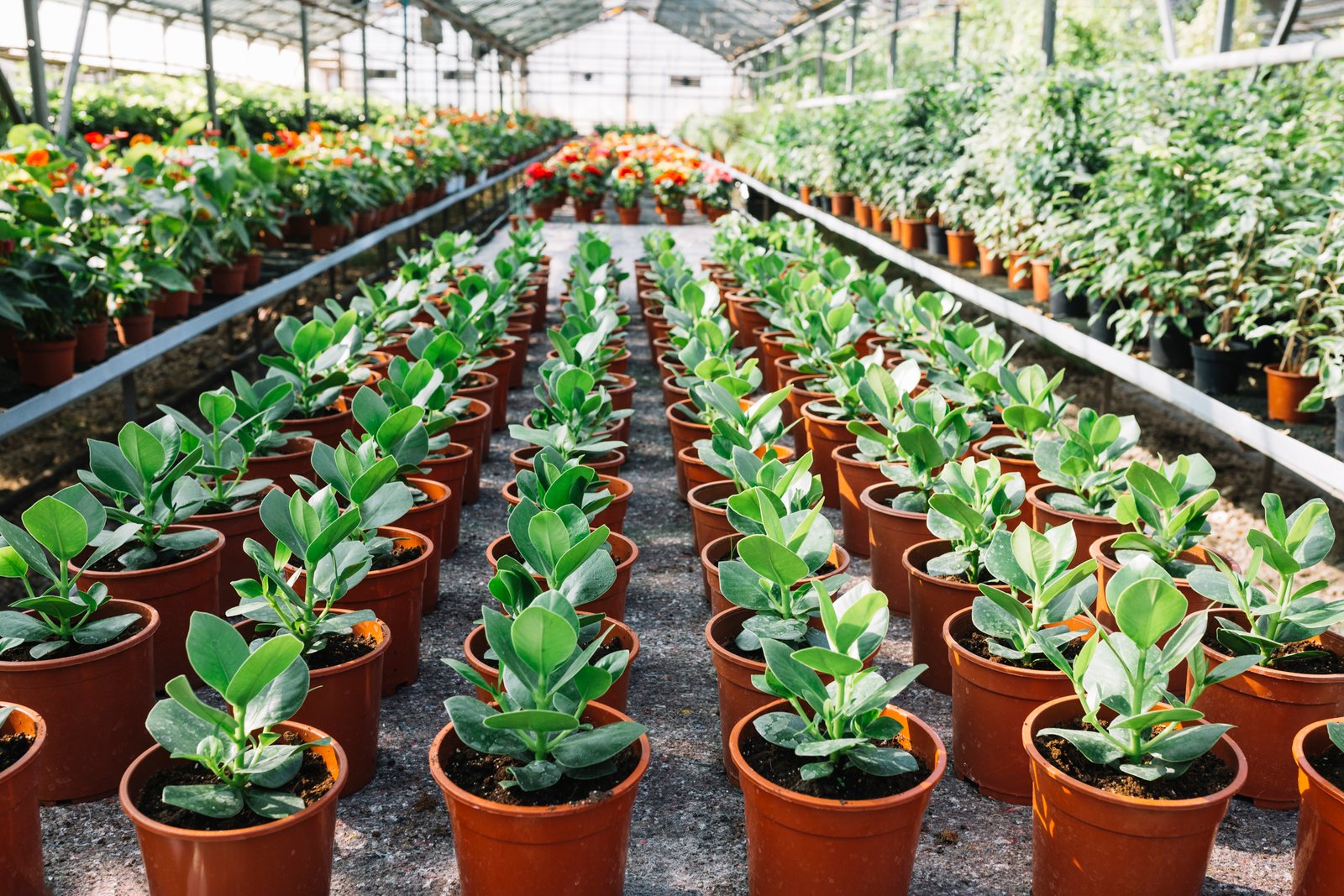 About Orchid Biotech Nursery