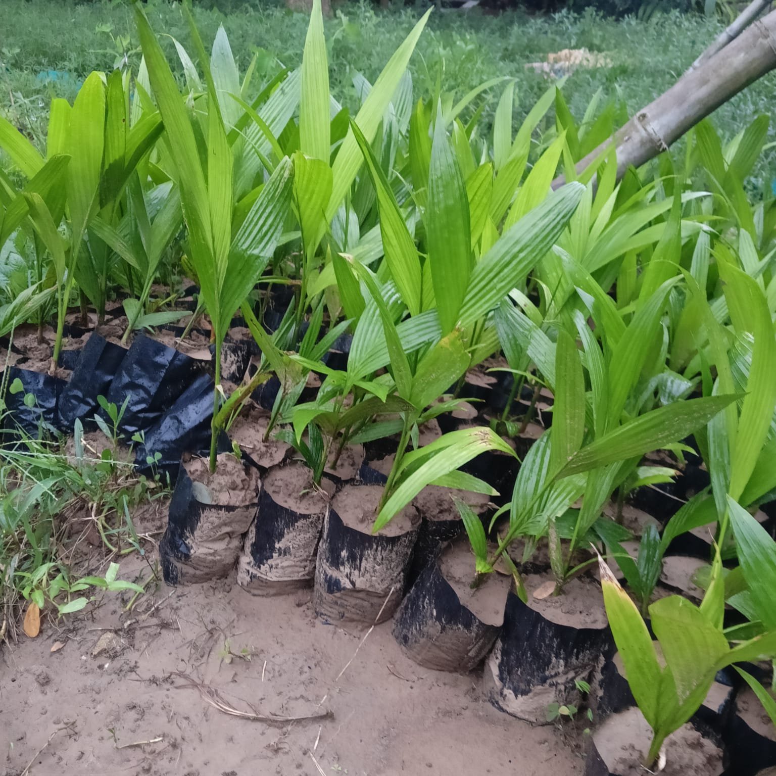 Eco Tourism in Odisha