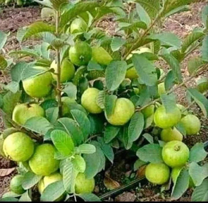 Fruit Plant Nursery in Bhubaneswar