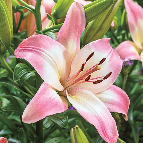 Natan Gerbera Flower