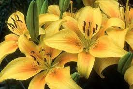 Natan Gerbera Flower