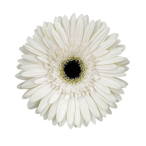 Natan Gerbera Flower