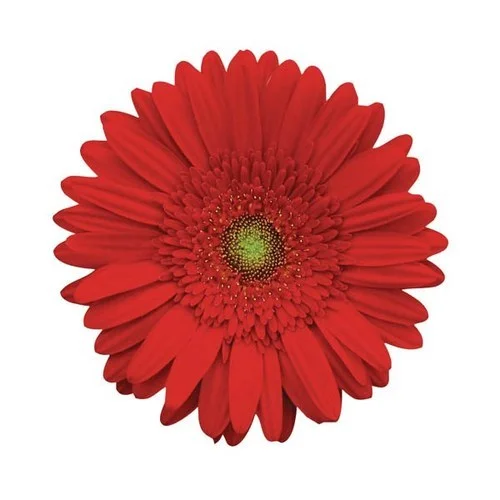 Natan Gerbera Flower