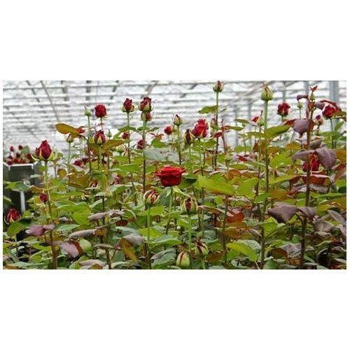 Natan Gerbera Flower