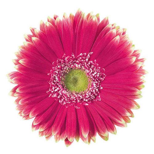 Natan Gerbera Flower