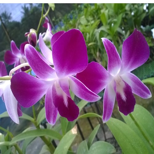 Natan Gerbera Flower