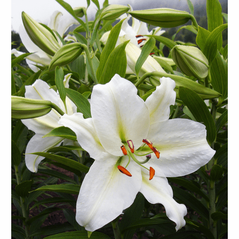 Natan Gerbera Flower